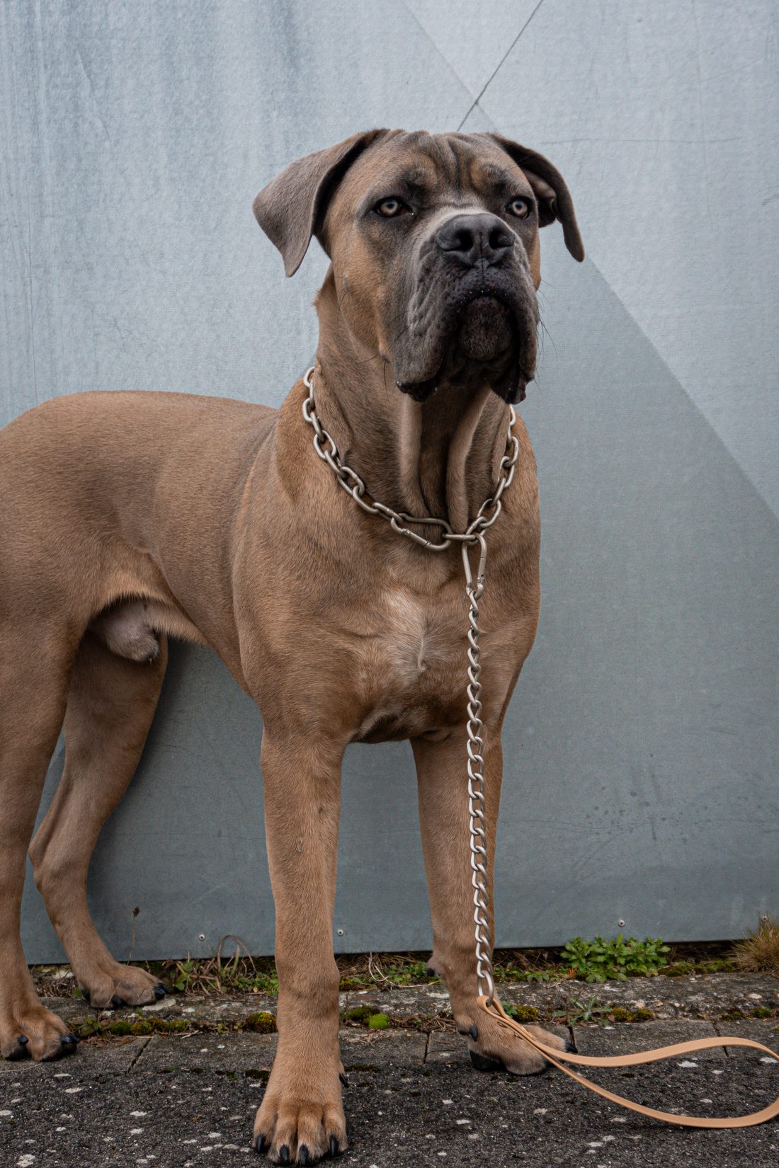 Cane Corso adulte au regard calme et assuré