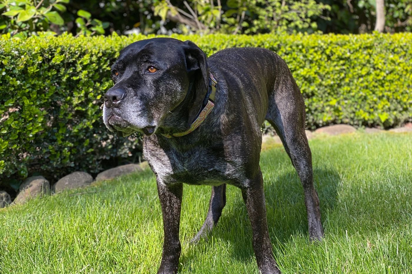 Cane Corso au repos dans la cour de l'élevage