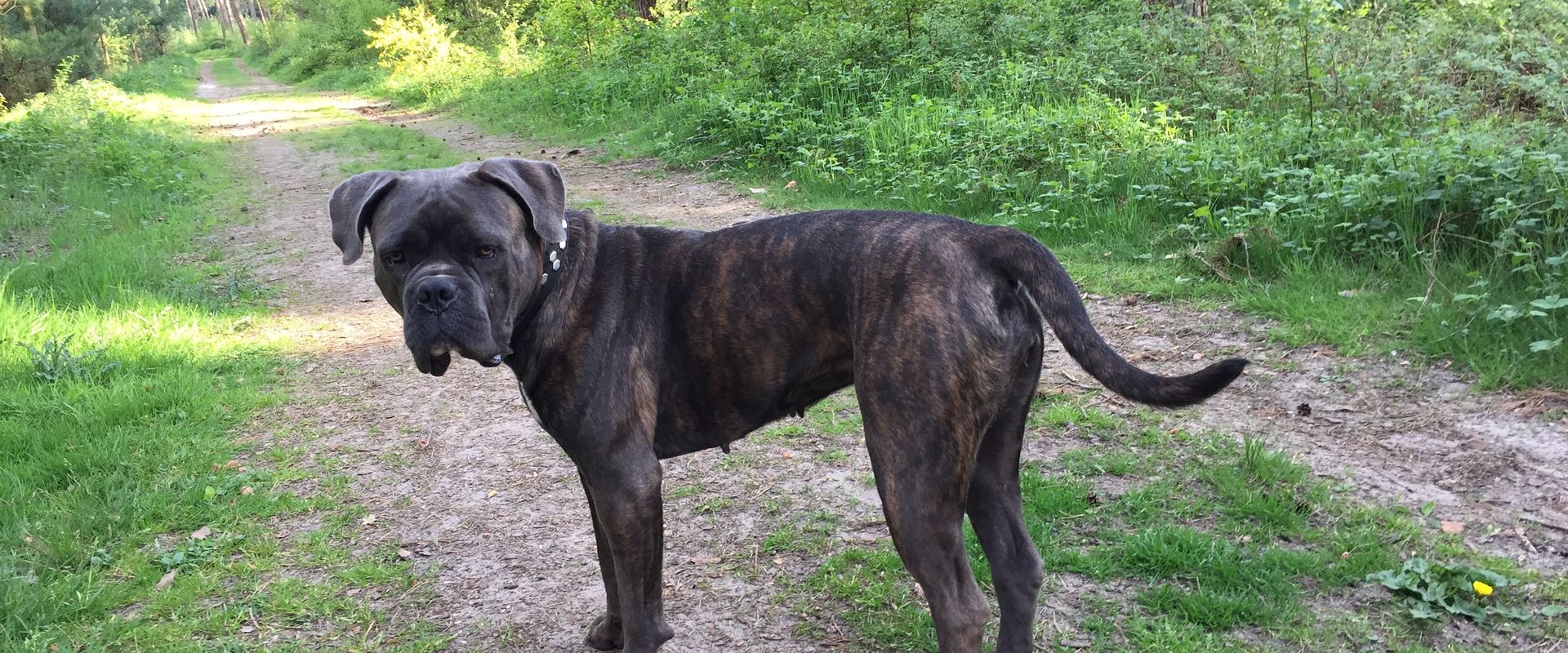 Cane Corso en promenade, vue large