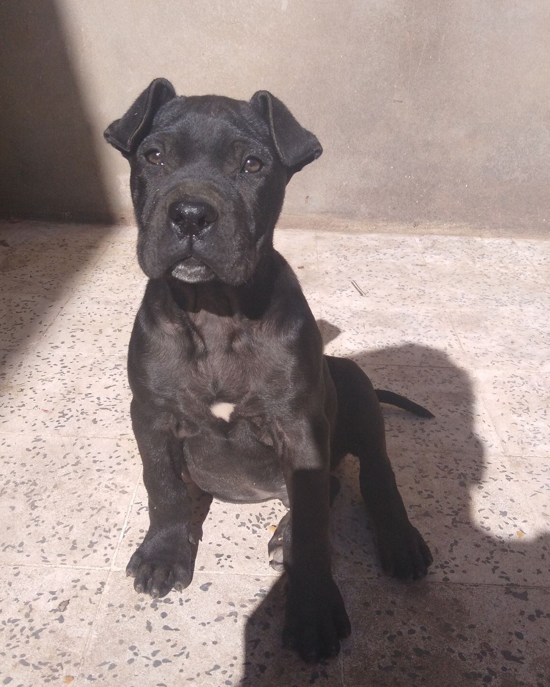 Portrait de Cane Corso, expression posée et attentive